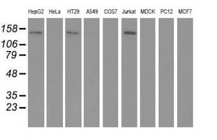 HDAC6 Antibody (clone OTI1D10)