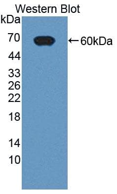 FSIP1 Antibody (aa55-287, HRP)