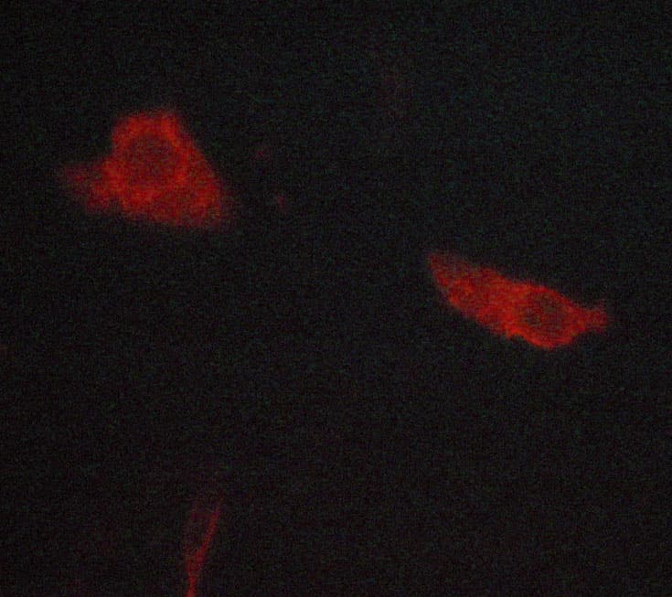 Polyclonal Rabbit anti-Human WNT1 Antibody (IHC, IF, WB)
