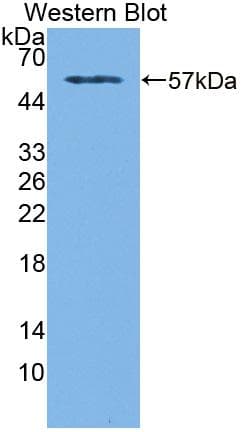 HAP1 Antibody (aa349-584)