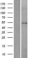 Human HMGCS2 / HMG-CoA Synthase 2 Protein (Over-Expression Lysate Myc-DDK (Flag))