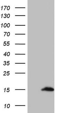 Monoclonal Mouse anti-Human UBA52 Antibody (clone OTI2F1, aa77-128, WB)