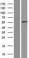 Human CACNB4 Protein (Over-Expression Lysate Myc-DDK (Flag))