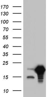 SNX12 Antibody (clone OTI5C3)