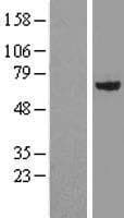 PHF5A / INI Protein (Over-Expression Lysate Myc-DDK (Flag))