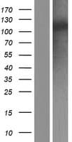 Human EMI2 / FBXO43 Protein (Over-Expression Lysate Myc-DDK (Flag))