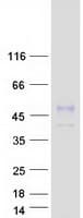 Human TNFRSF4 / CD134 / OX40 Protein (Recombinant Myc-DDK (Flag))