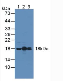 PPIF / Cyclophilin F Antibody (aa44-192)