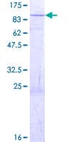 Human ZNF709 Protein (Recombinant GST)