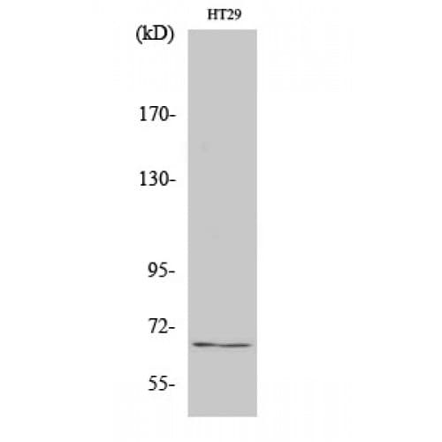 Polyclonal Rabbit anti-Human TAF5L Antibody (260-340 aa, Internal, IHC, WB)