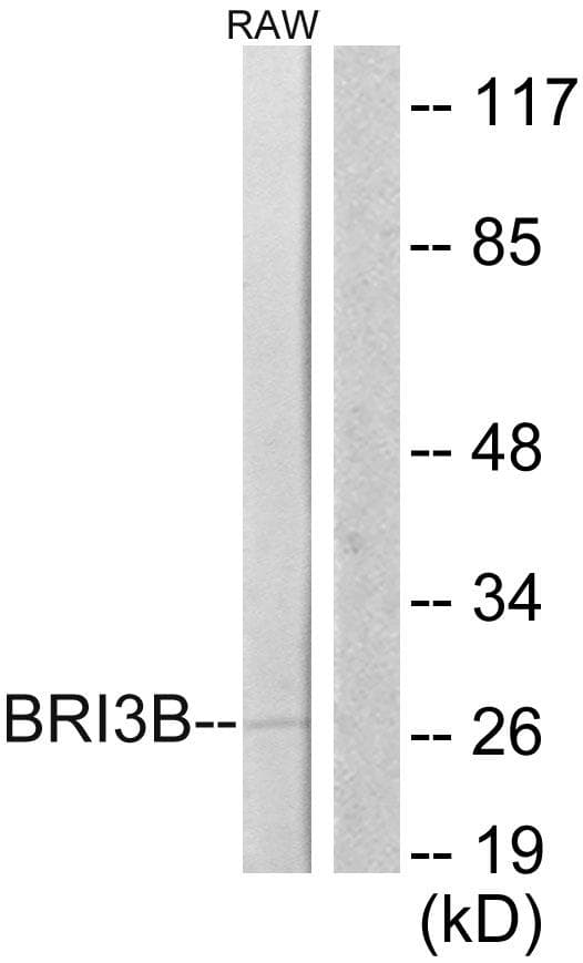 BRI3BP Antibody