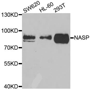 NASP Antibody