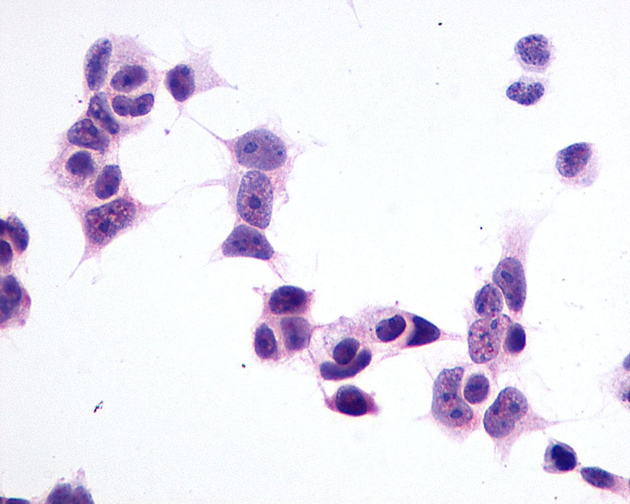 PathPlus™ GPR1 Antibody (C-Terminus)