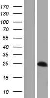 ARPIN / C15orf38 Protein (Over-Expression Lysate Myc-DDK (Flag))