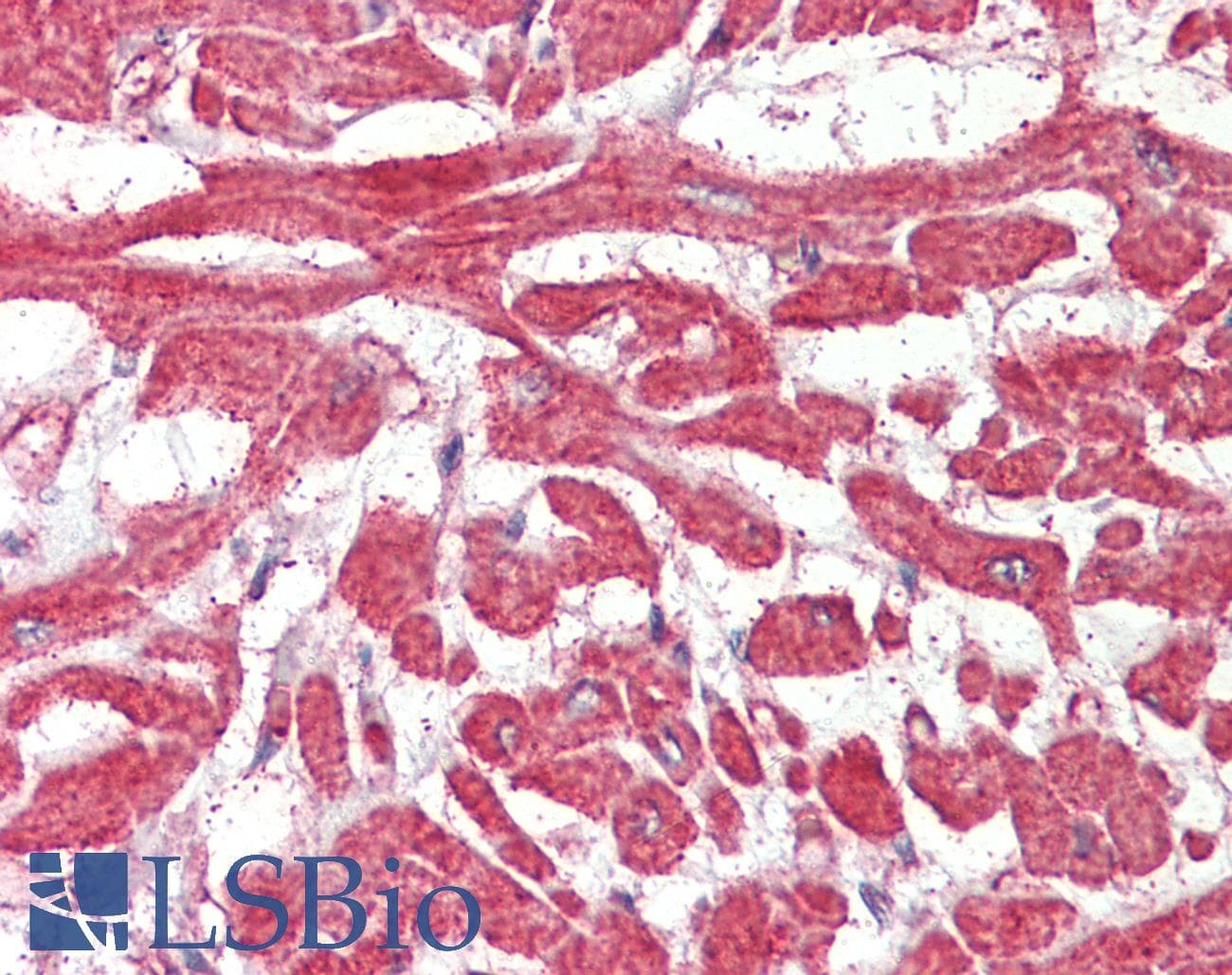 IHC-plus™ FABP7 / BLBP / MRG Antibody (aa101-111)