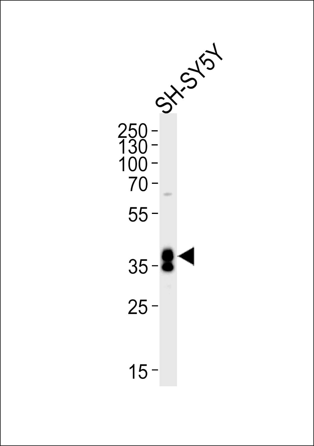Polyclonal Rabbit anti-Human MSI1 / Musashi 1 Antibody (aa67-93, IHC, WB)