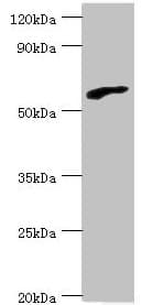 RBBP5 Antibody (aa319-538)