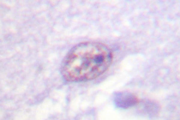 SOX9 Antibody (Gln175)