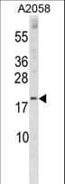 SNX3 Antibody (aa78-105)