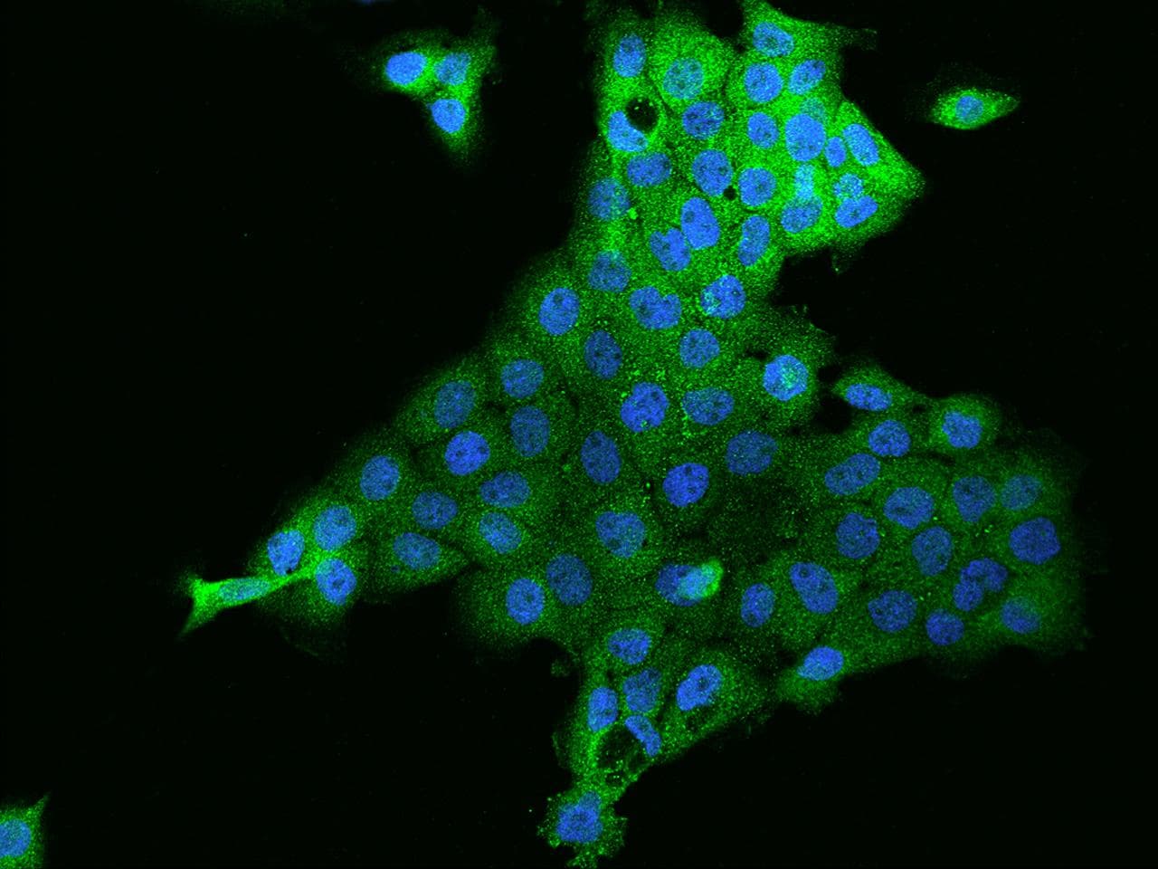 ZNF772 Antibody