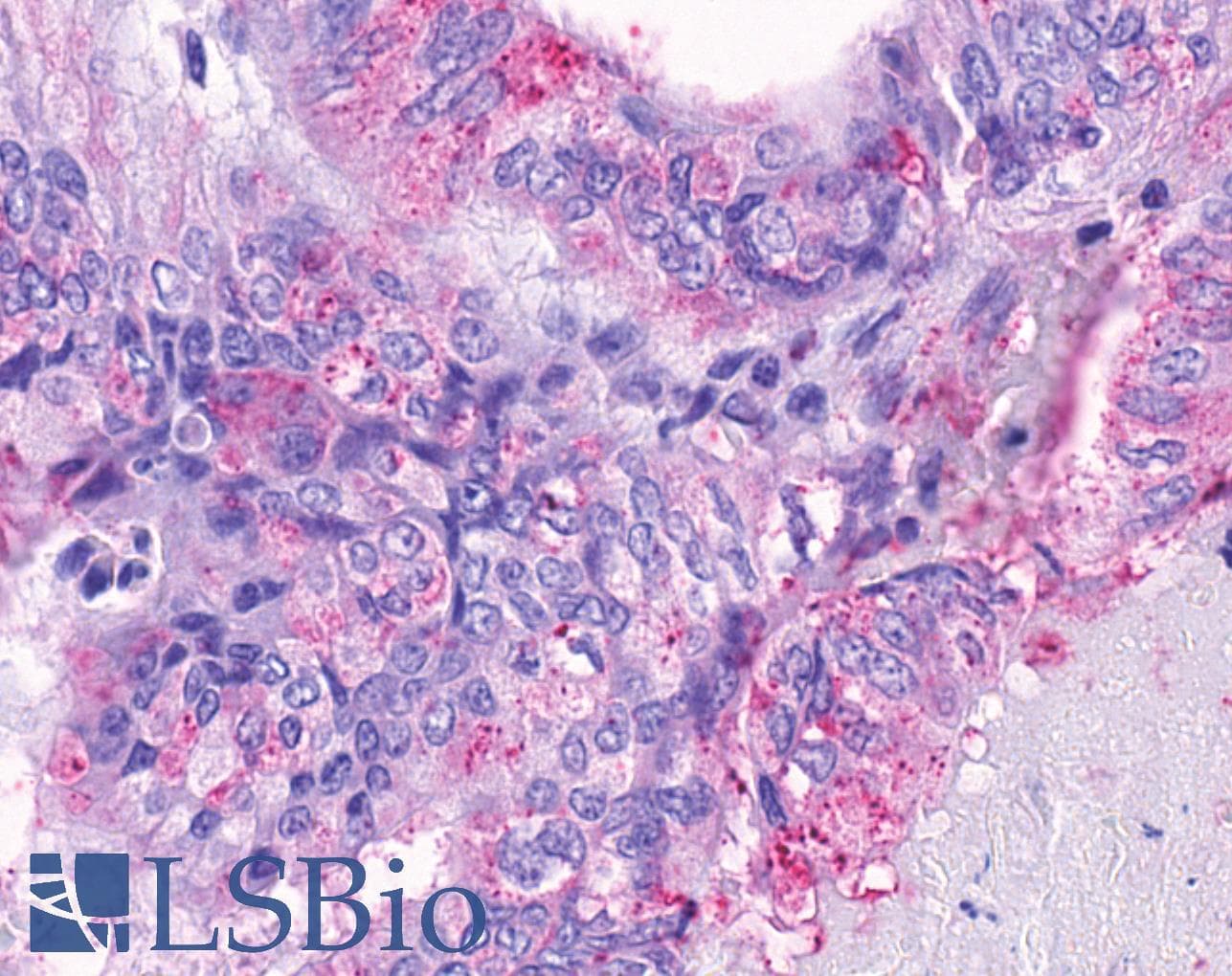 PathPlus™ Polyclonal Rabbit anti-Human GPR150 Antibody (N-Terminus, IHC)