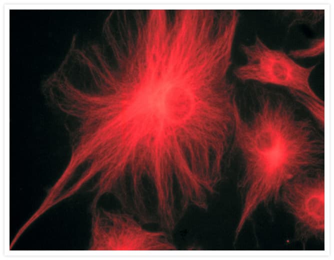 Alpha Tubulin Antibody (clone 236-10501)
