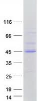 Human FOXI2 Protein (Recombinant Myc-DDK (Flag))