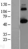 CLK2 Protein (Over-Expression Lysate Myc-DDK (Flag))