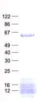Human AGFG1 Protein (Recombinant His, N-Terminal)