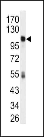 ALDH1L1 Antibody (aa717-746)