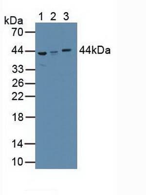 AZGP1 / ZAG Antibody (aa180-298)