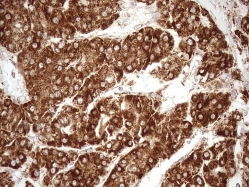 SHMT / SHMT2 Antibody (clone OTI3E9)