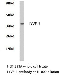 LYVE1 Antibody