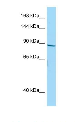 Polyclonal Rabbit anti-Human NBPF10 Antibody (C-Terminus, WB)