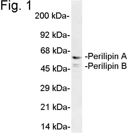 PLIN2 / ADFP / Adipophilin Antibody
