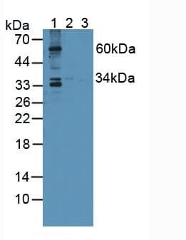 SPRY1 / Sprouty 1 Antibody (aa112-303, APC)
