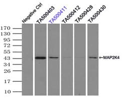 MAP2K4 / MKK4 Antibody (clone OTI4B4)