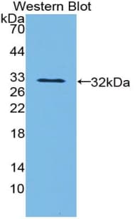 EPCAM Antibody (aa21-260, APC)