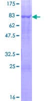 Human ELK4 Protein (Recombinant GST)