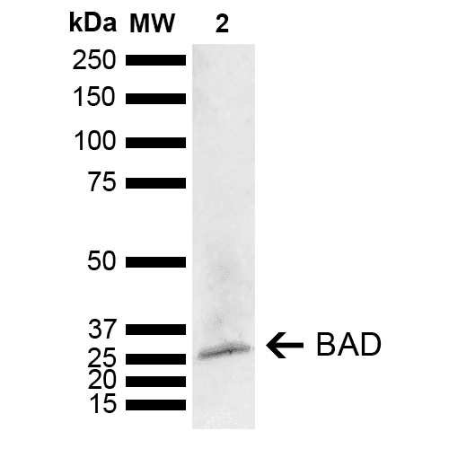BAD Antibody (Atto 488)