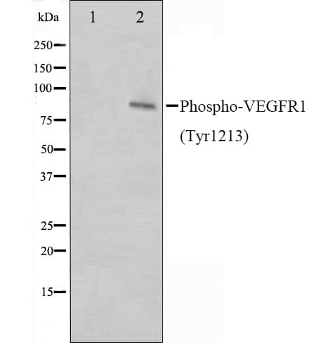 Polyclonal Rabbit anti-Human FLT1 / VEGFR1 Antibody (phospho-Tyr1213, IF, WB)