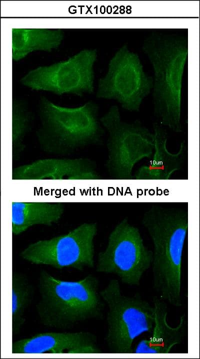 GOLGA3 Antibody (aa1436-1498)