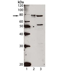 HSPA5 / GRP78 / BiP Antibody