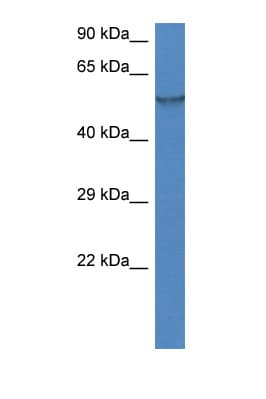 FMO1 Antibody (aa40-89)