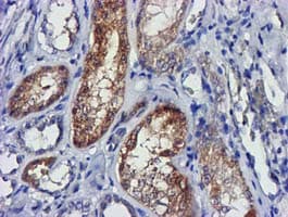 LACTB2 Antibody (aa78-288, clone OTI2F9)