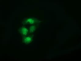 SPR Antibody (clone OTI3D6)
