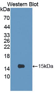CRTC3 Antibody (aa1-103, PE)