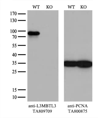L3MBTL3 Antibody (aa98-319, clone OTI1H2)