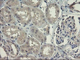 CHN1 Antibody (clone OTI1C9)