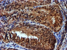 Endonuclease G / ENDOG Antibody (clone OTI5F1)